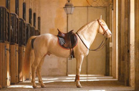 the Hermes saddle